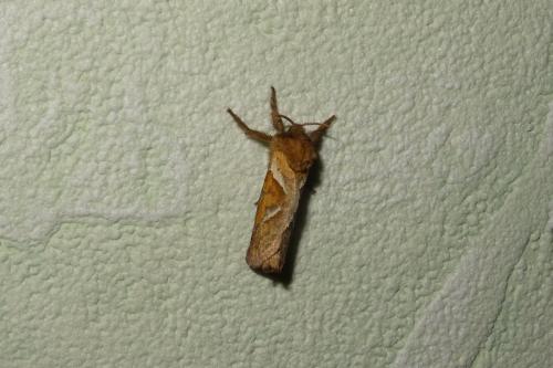 Triodia sylvina